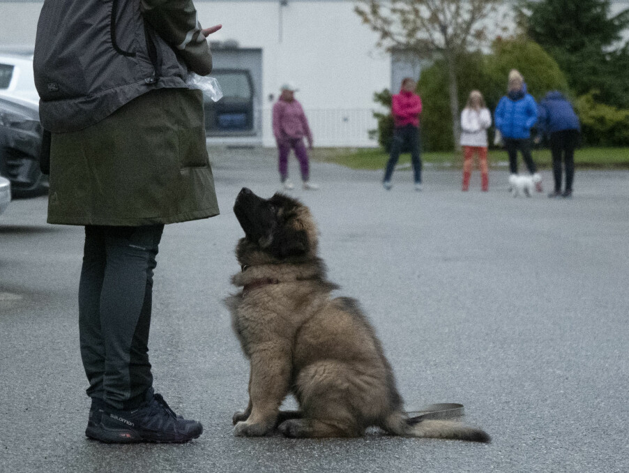 Leonberger valpen Dog-Otto og eier Ida Ose i full konsentrasjon. Foto: Tina Støkker