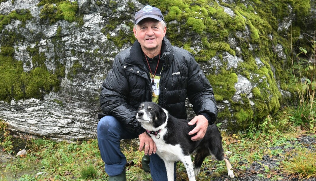 KOMPISER: Jan Myklebust (70) og Frøya (5) noen timer før start i årets Norgesmesterskap i bruk av gjeterhund.