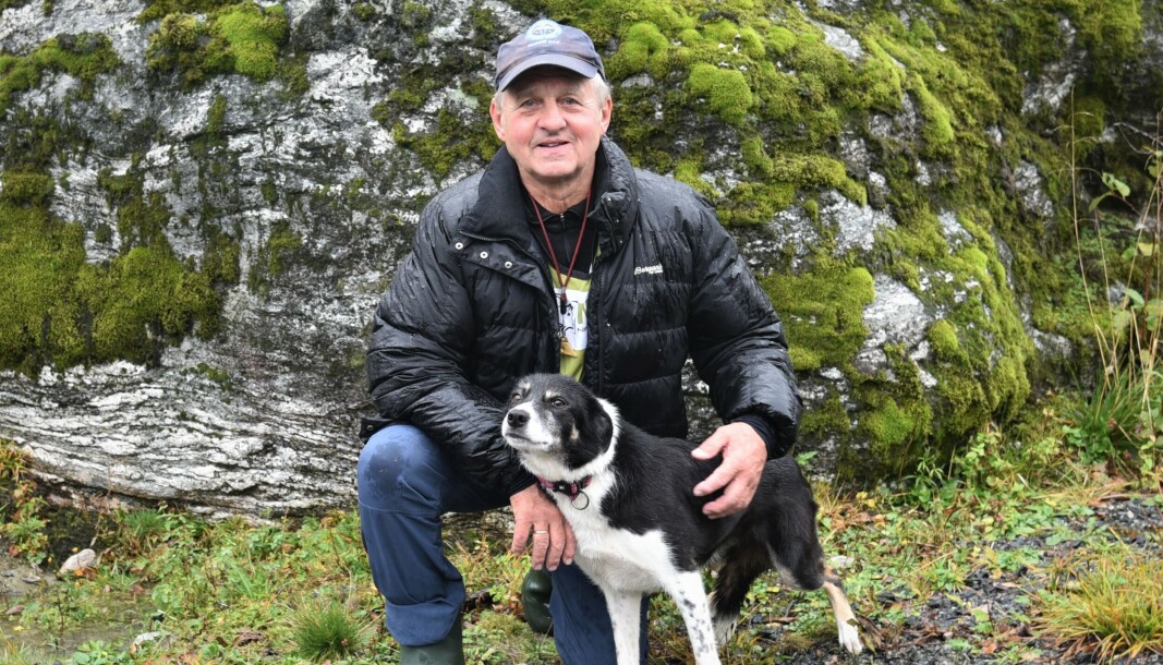 KOMPISER: Jan Myklebust (70) og Frøya (5) noen timer før start i årets Norgesmesterskap i bruk av gjeterhund. KOMPISER: Jan Myklebust (70) og Frøya (5) noen timer før start i årets Norgesmesterskap i bruk av gjeterhund.