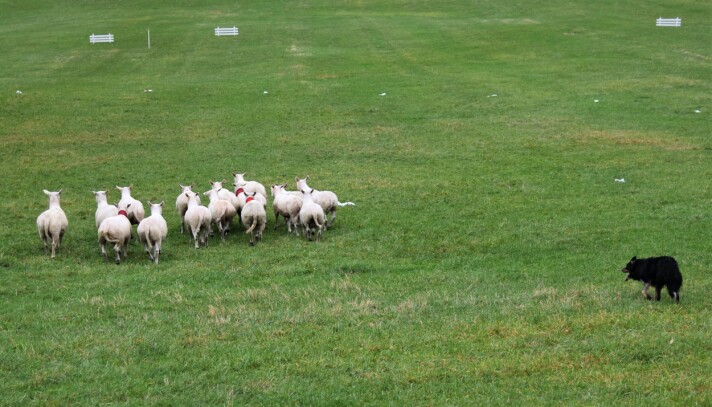 GJETERHUND: En av konkurransens gjeterhunder i aksjon. GJETERHUND: En av konkurransens gjeterhunder i aksjon.