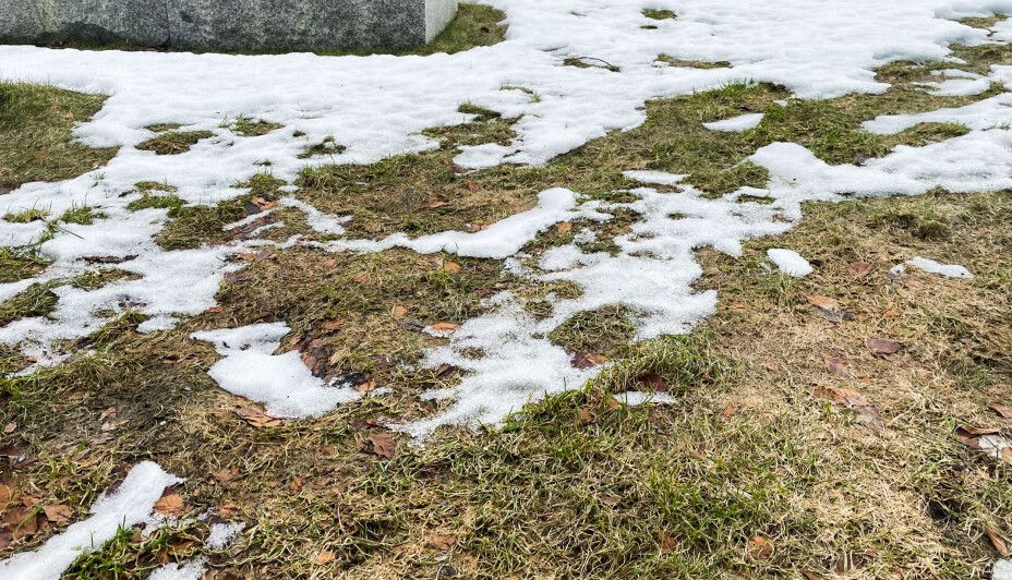 SNØEN FORSVINNER: Enkelte plasser kan man nå skimte gresset som har vært gjemt under snøen. SNØEN FORSVINNER: Enkelte plasser kan man nå skimte gresset som har vært gjemt under snøen.