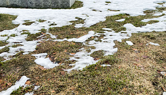 SNØEN FORSVINNER: Enkelte plasser kan man nå skimte gresset som har vært gjemt under snøen.
