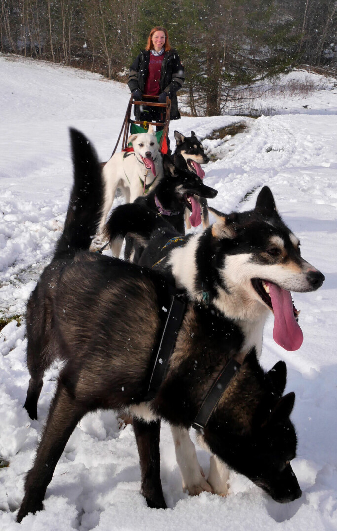 UT PÅ TUR: Når snøen har lagt seg kan Opal og hundene legge ut på tur rett utenfor småbruket.