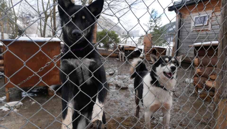 HUNDEGÅRDEN: Det blir litt bråk med 15 hunder utomhus. Opal har flyttet unna høgskulen for å skåne naboene. HUNDEGÅRDEN: Det blir litt bråk med 15 hunder utomhus. Opal har flyttet unna høgskulen for å skåne naboene.