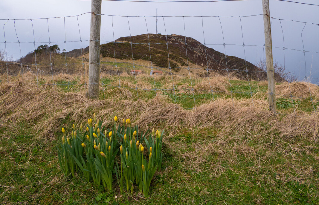 PÅSKEFINT: Påskeliljeknopper som er klare å springe ut til påske. I bakgrunnen ligger topp sju, den siste toppen man bestiger under løpet. PÅSKEFINT: Påskeliljeknopper som er klare å springe ut til påske. I bakgrunnen ligger topp sju, den siste toppen man bestiger under løpet.