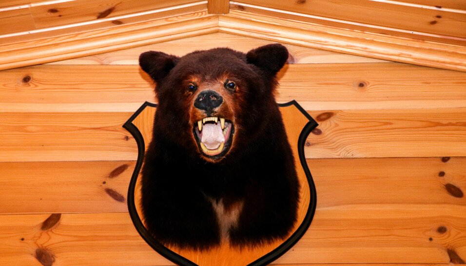 SJØLVSKOTEN: Aksel seier han har skote fleire bjørnar enn han har tal på, men at det har vore for mat.