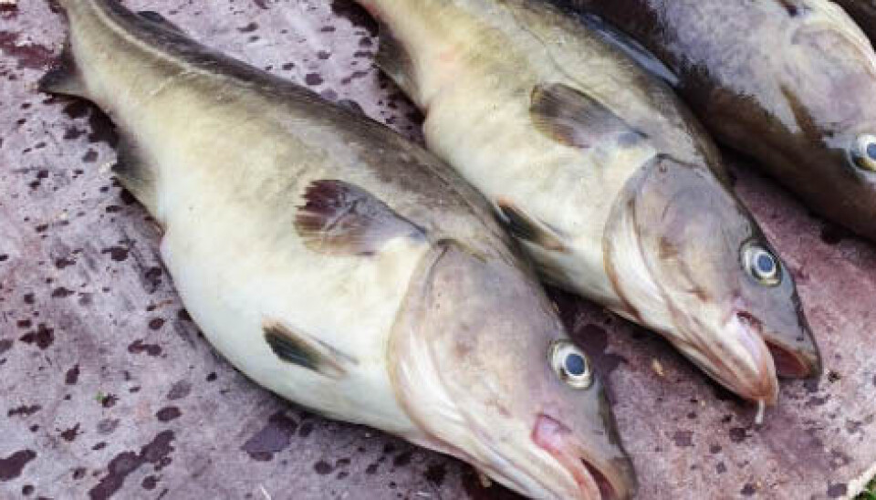 Torsken på bildet ble hentet opp i et krabbeteine søndag. Torsken på bildet ble hentet opp i et krabbeteine søndag.