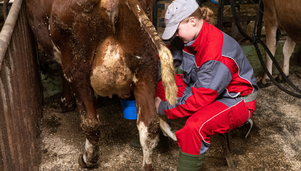 KVELDSSTELL: Oline og Nikoline hjelper melkebonden Ola Hove med kveldsstellet i fjøset. Håpet er at de to skal bli avløsere i fremtiden. KVELDSSTELL: Oline og Nikoline hjelper melkebonden Ola Hove med kveldsstellet i fjøset. Håpet er at de to skal bli avløsere i fremtiden.