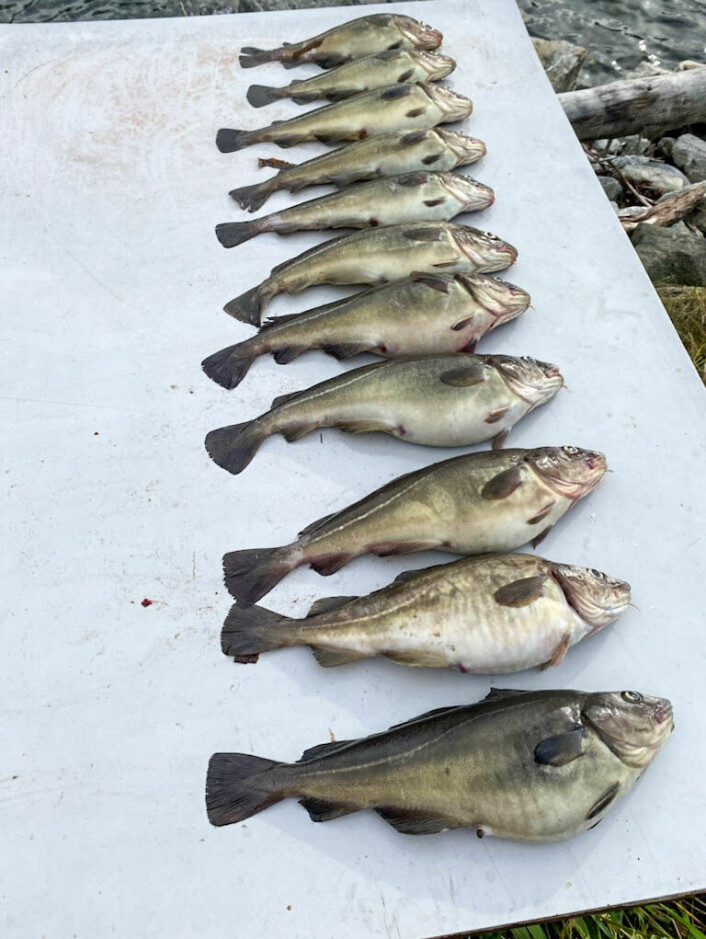 Her er elleve av torskene som har rømt fra anlegget.