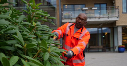 Innvandrere jobber som gartnere på omsorgssenteret: – Det er fint å kunne hjelpe til