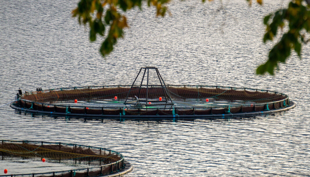 Om Naturvernforbundet får det som de vil, må all torsk på oppdrettsanleget i Voldsfjorden tas ut fra merdene i sjøen og opp på land. Om Naturvernforbundet får det som de vil, må all torsk på oppdrettsanleget i Voldsfjorden tas ut fra merdene i sjøen og opp på land.