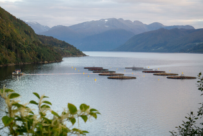 Sunnmøre Torsk AS driver med torskeoppdrett i ti merder i Voldsfjorden. Sunnmøre Torsk AS driver med torskeoppdrett i ti merder i Voldsfjorden.
