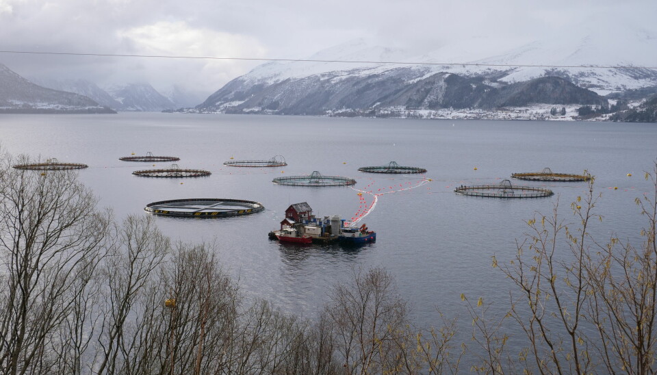 MANGE Å METTE: Torskeoppdrettsanlegget til Gadus Group AS i Alida har ein kapasitet på 3599 tonn torsk. Dette tilsvarer 12 millioner torskemiddager.
