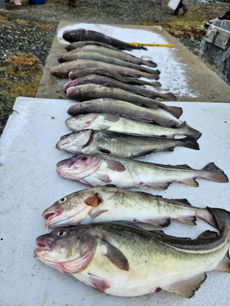 I GYTEMODUS: Den største av oppdrettstorskene Bjerkvik fikk i garnet torsdag, var på 45 cm og vegde 1,3 kg. Sammen med flere av de andre oppdrettstorskene var den i gytemodus. I GYTEMODUS: Den største av oppdrettstorskene Bjerkvik fikk i garnet torsdag, var på 45 cm og vegde 1,3 kg. Sammen med flere av de andre oppdrettstorskene var den i gytemodus.