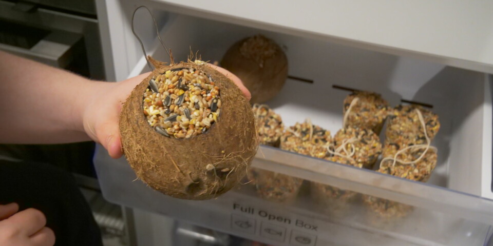 KOKOS ISTADEN FOR PLAST: Eit alternativ til plast rundt meisebollar kan vere kokos.