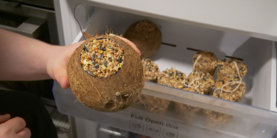 KOKOS ISTADEN FOR PLAST: Eit alternativ til plast rundt meisebollar kan vere kokos. KOKOS ISTADEN FOR PLAST: Eit alternativ til plast rundt meisebollar kan vere kokos.