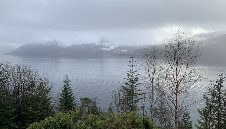 RO OG MAK: Utsikten over hagen og Voldsfjorden fra 1. etasje. Habitatet som har tatt over deler av eiendommen titter frem.