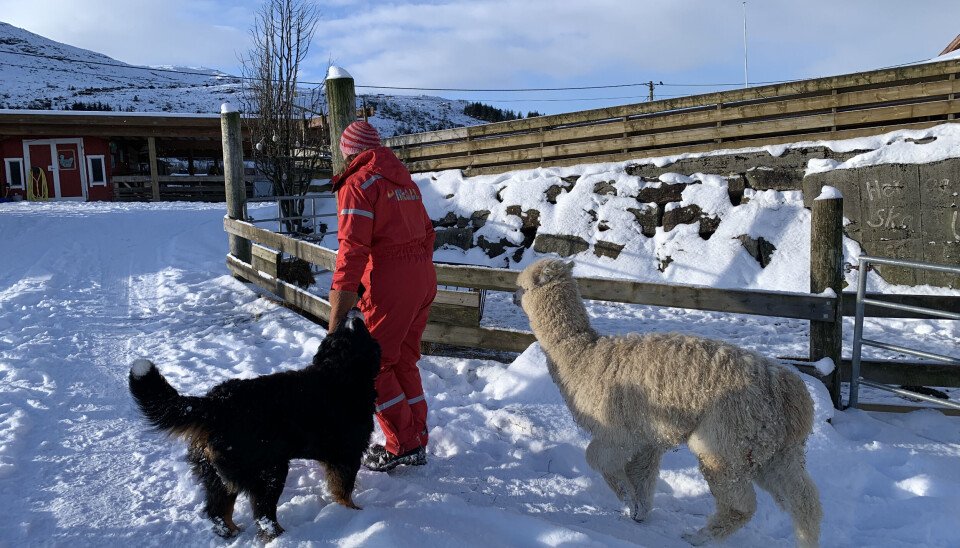 HAKK I HÆL: Hunden Bamse Brita og alpakkaen Nikoline er aldri langt bak matmor Aina.