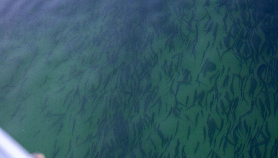 SMOLT: Bassengene utendørs er fulle av smolt.