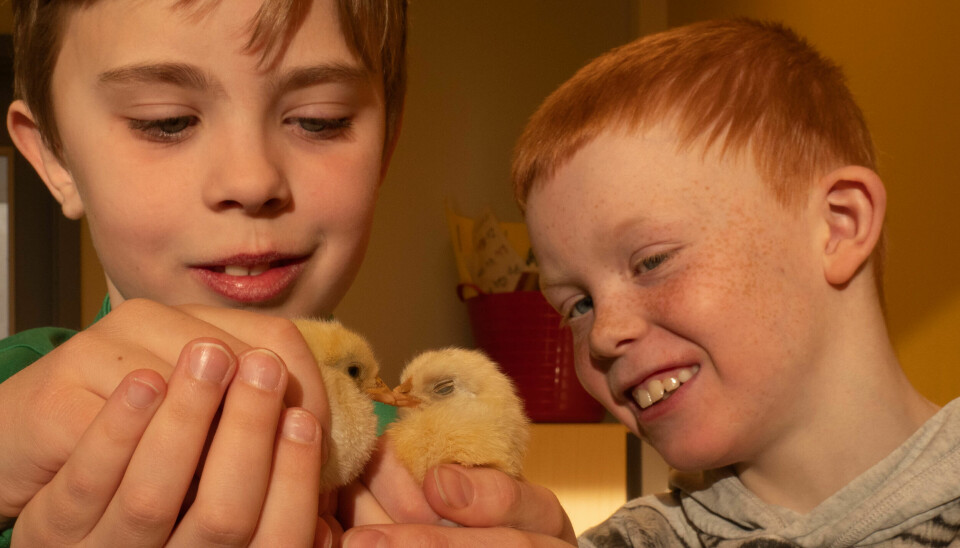 PÅSKEKYSS: Kompisene Sebastian og Eirik viser hvordan man holder kyllingene.