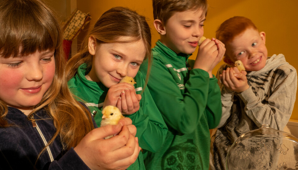 NYE BESTEVENNER: For Elionor (venstre), Eline, Sebastian og Eirik (høyre) ble skoledagene ekstra spennende etter at kyllingene kom.