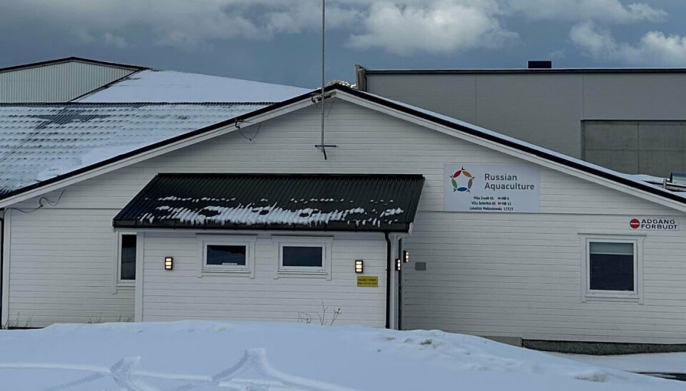 SMOLT: Denne smolten skal vokse seg til slakteferdig fisk i russiske oppdrettsanlegg i Barentshavet.
