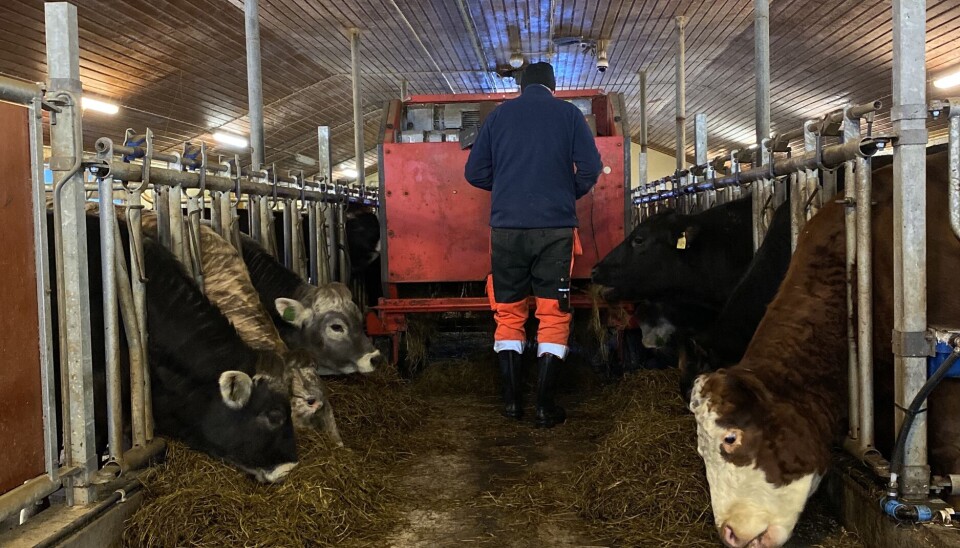 Foring gjøres hver morgen og hver kveld. De bruker god tid for å sørge for at alt er som det skal. Foring gjøres hver morgen og hver kveld. De bruker god tid for å sørge for at alt er som det skal.