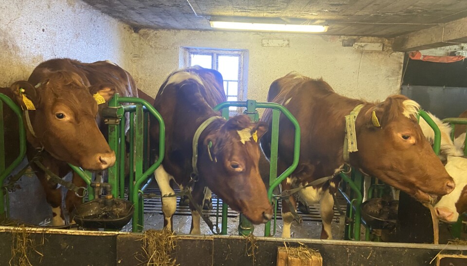SPENTE: Kyrne fylgjer nøye med når matmor kjem med fór.