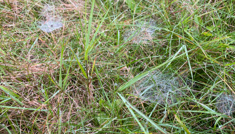 Soot lar plenen gro fritt. Det er til fordel for edderkopper og insekter småfugler spiser. Her ser du spindelvevene til mattevevere.