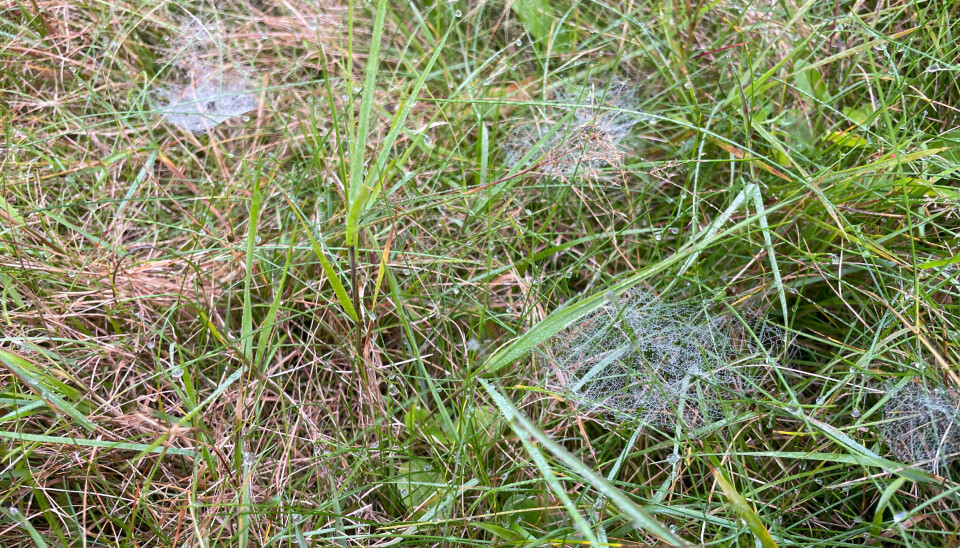 Soot lar plenen gro fritt. Det er til fordel for edderkopper og insekter småfugler spiser. Her ser du spindelvevene til mattevevere. Soot lar plenen gro fritt. Det er til fordel for edderkopper og insekter småfugler spiser. Her ser du spindelvevene til mattevevere.