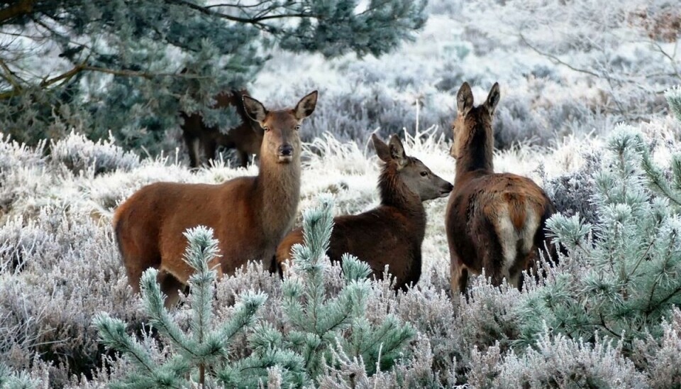 FARE PÅ FERDE: Disse dyrene må gjemme seg godt for å overleve fram til jul