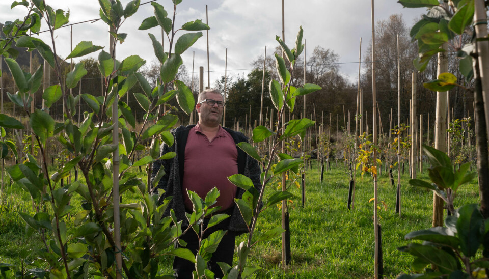 EIDSÅ: Frode Strand trives godt mellom epletrærne på gården sin.