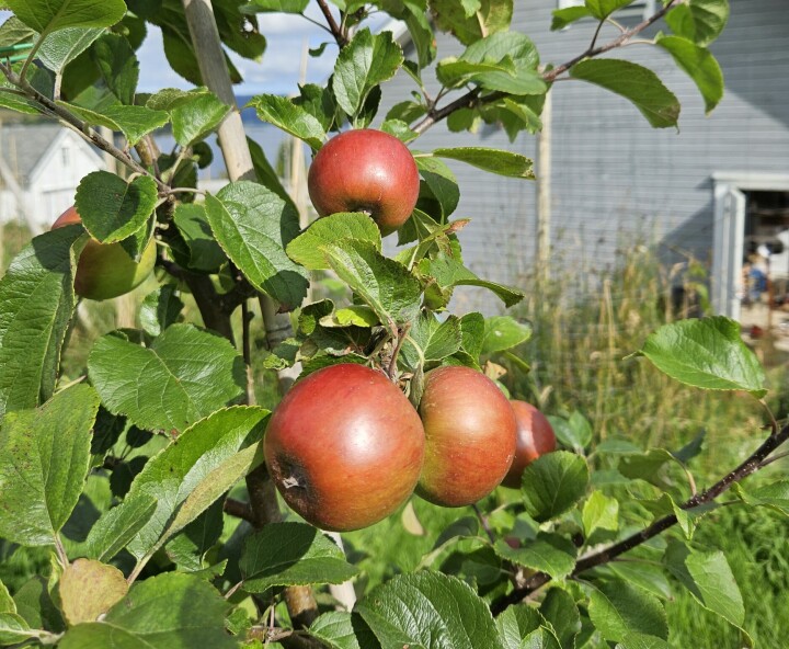 NORSKE EPLER: Frode dyrker autentiske, norske epler i mange forskjellige sorter.