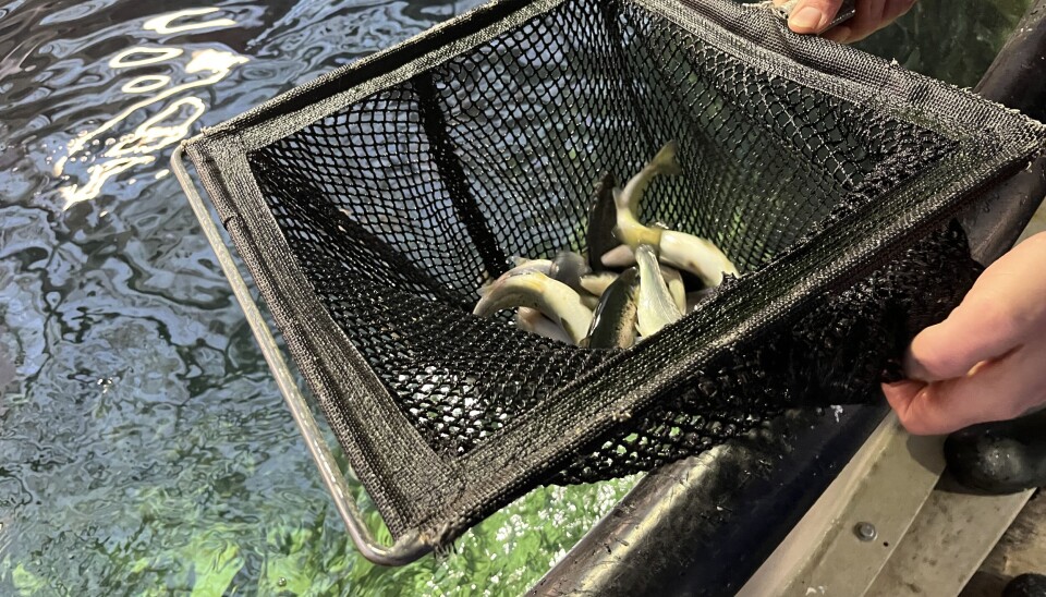 Fisken i tidlig stadie, bedre kjent som smolt. Senere vil den bli laks.