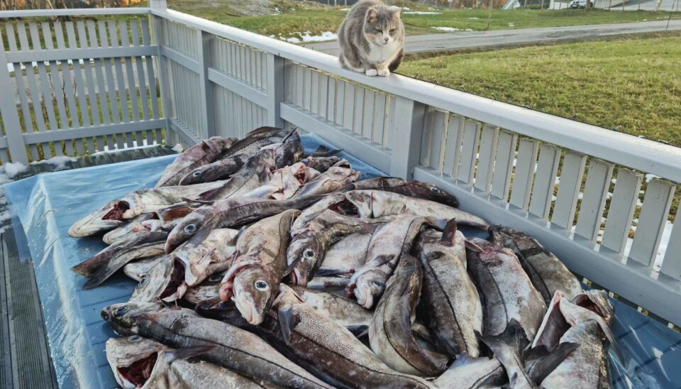 FISKEMIDDAG: Fra fangst til fôr.