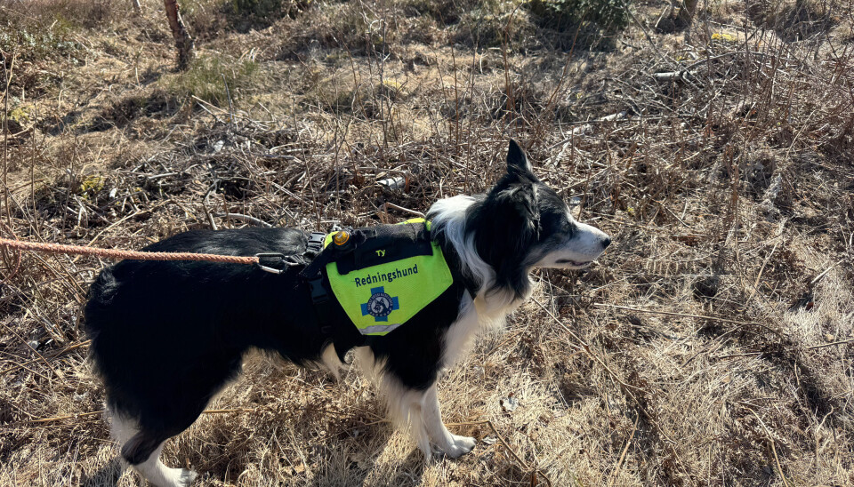 PÅ SPORET: Ty er en av hundene på trening i dag.