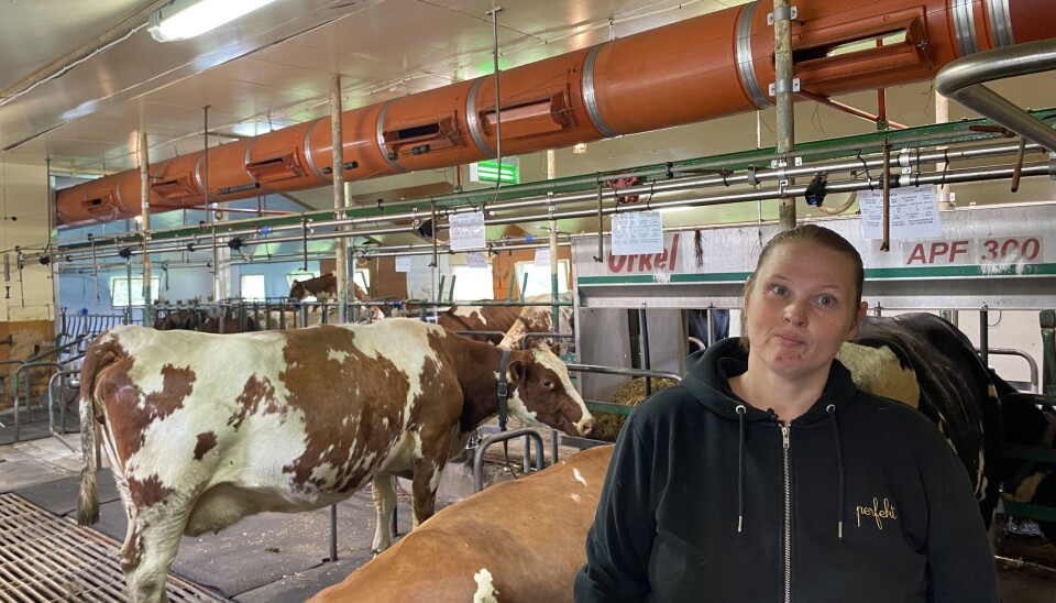 GOD KONTAKT: Godø bruker mye tid med dyrene, som er godt menneskevandt. Det er bøndene avhengig av når de skal gå fritt på beite.