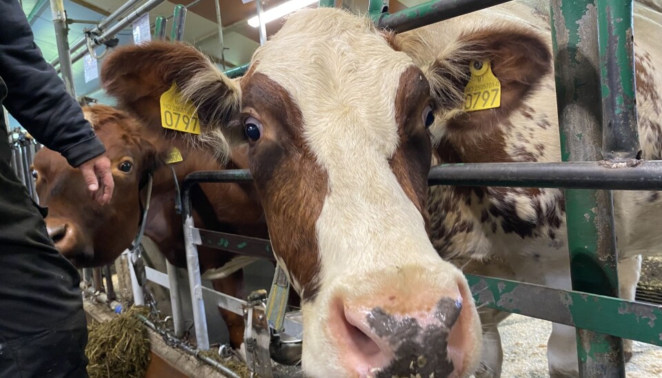 NYSGJERRIG: Kyrne til Kristine er menneskevandt, og får mye kontakt. — De har egen personlighet, akkurat som mennesker. Noen er nysgjerrige og kontaktsøkende, mens andre er reserverte, forteller bonde Kristine.