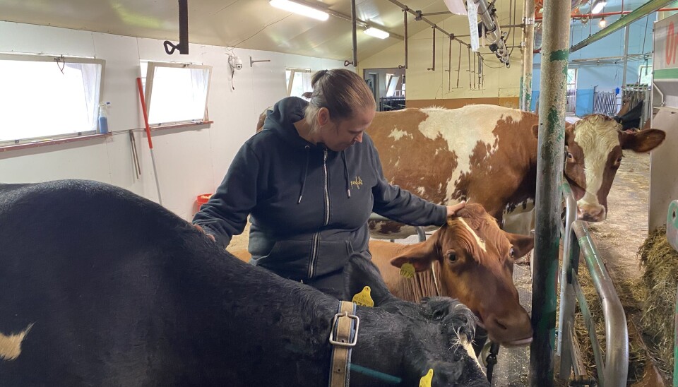 DYREVELFERD: I fjøset til Kristine får alle kyrne navn og mye kos og stell. Hun mener dette er avgjørende for trivselen til dyra, og at dette gjenspeiles i melkekvaliteten.