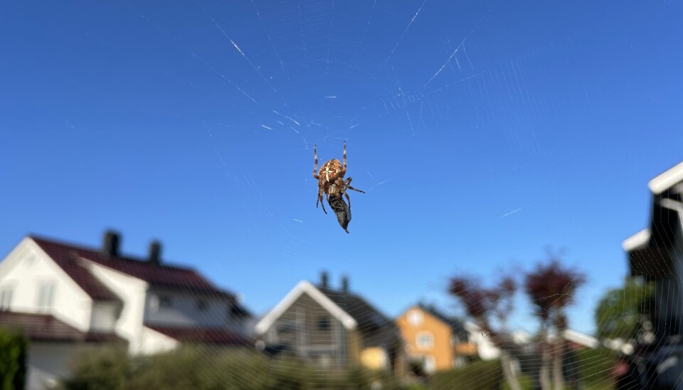 EDDERKOPPSESONG: Korsedderkoppen er en av de vanligste edderkoppene i Norge. Den biter for å lamme byttet sitt med gift, slik som med denne fluen.