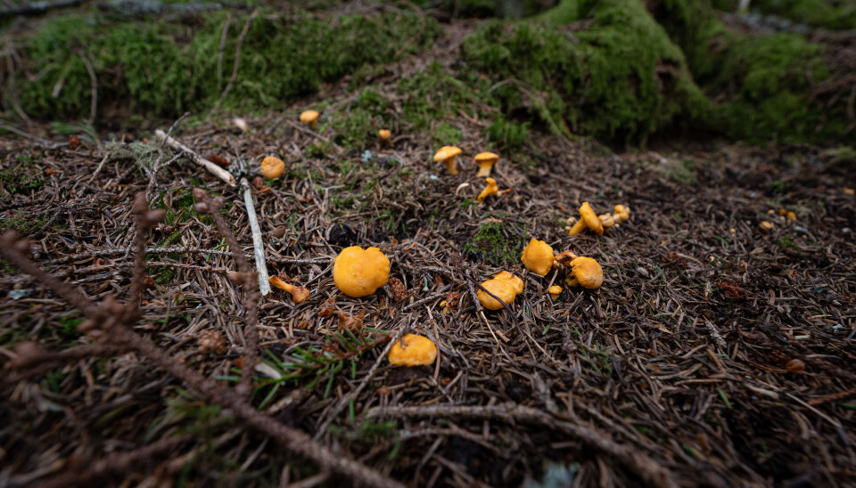 SKJULT SKATT: Det er mye å finne i skogen nå som høsten setter inn.