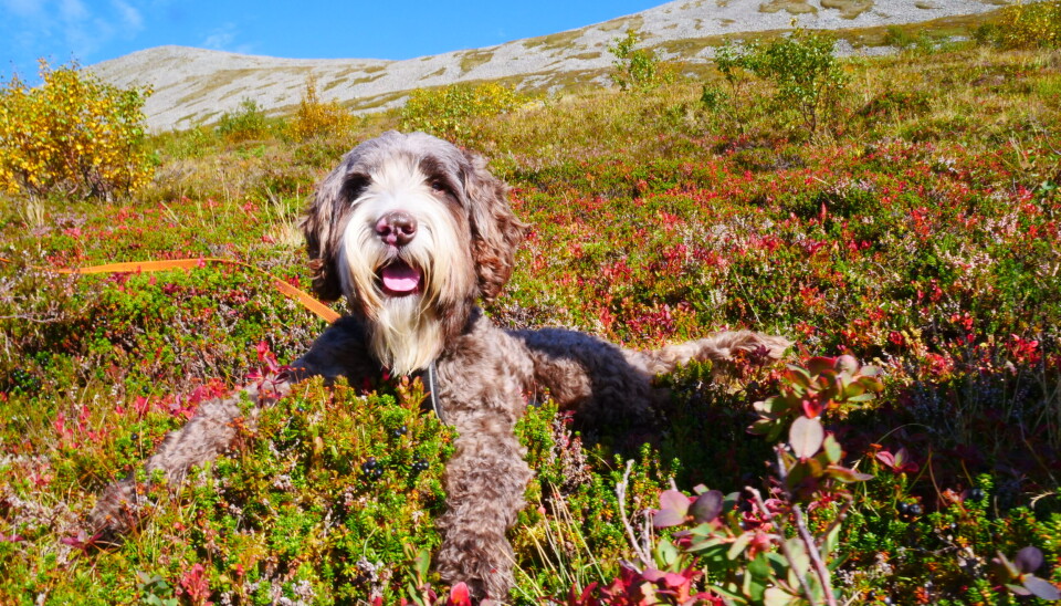 AVSLAPPET: Hunden Khano tar en velfortjent pause i lyngen, på vei ned fra fjellet.