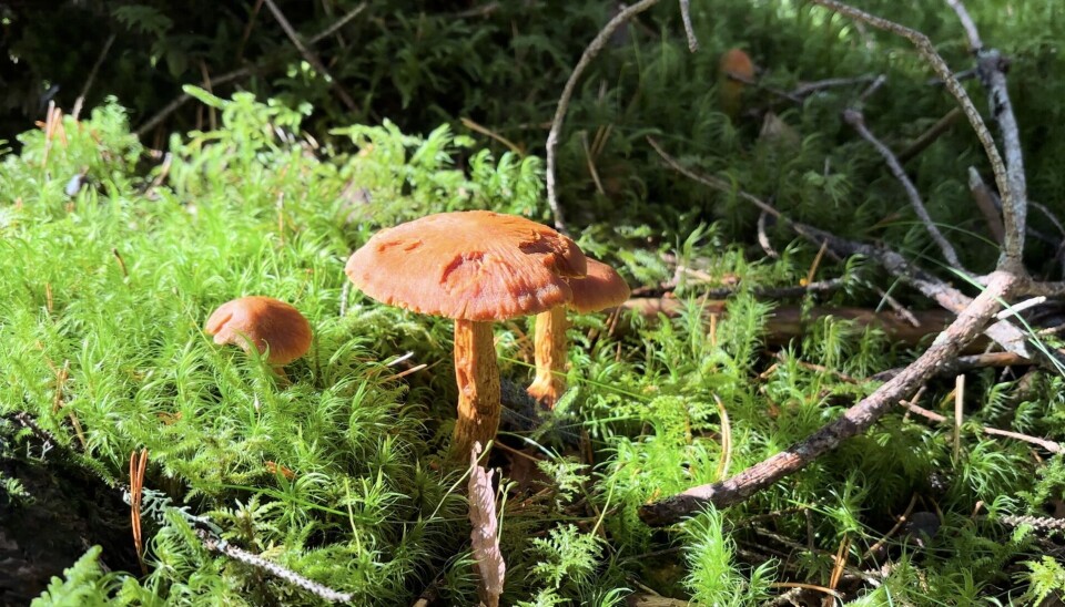 GIFTIG: Spiss giftslørsopp er en av Norges dødelige sopper, og kan forveksles med annen spiselig sopp.