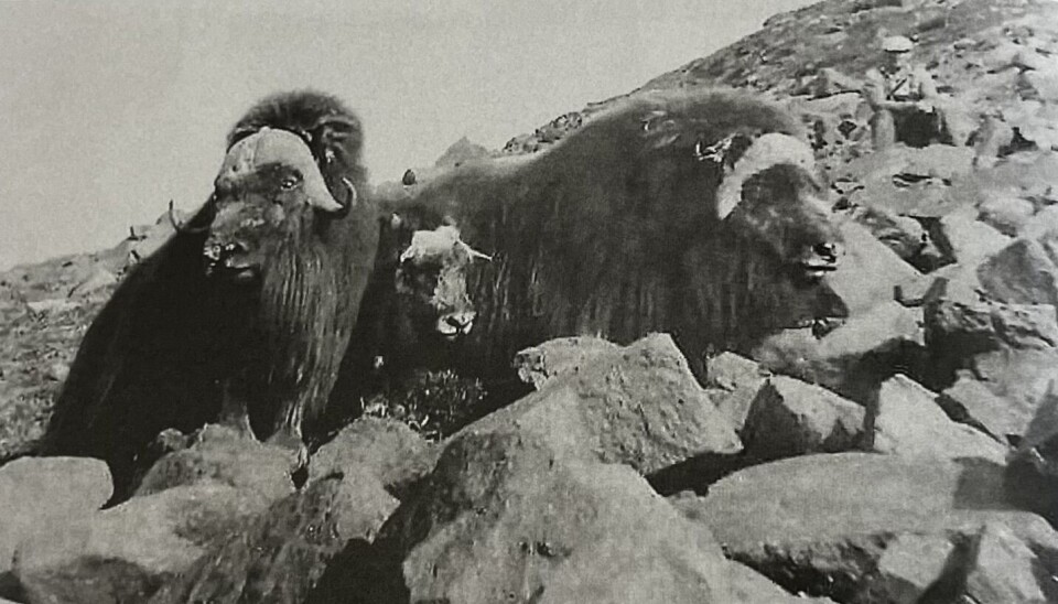 Vanskeleg å tidfeste: Dette bilete er antakeligvis tatt mellom Sollida og Kjerringvatnet.