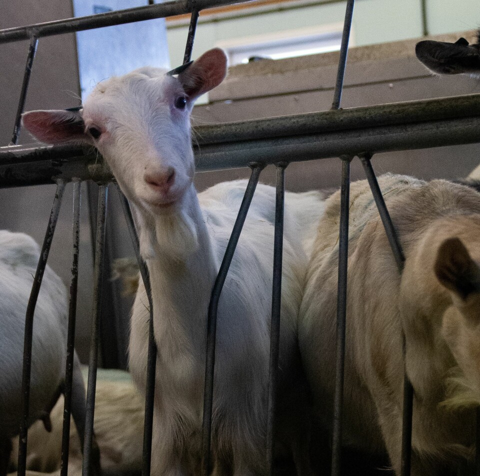 STOR GÅRD: Hogne Homberset har rundt trehundre geiter i fjøset.