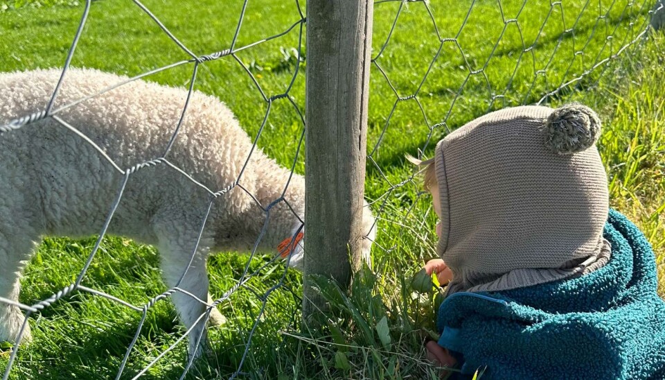 På Bøen Gård har paret troen på at dyr fungerer som god terapi.