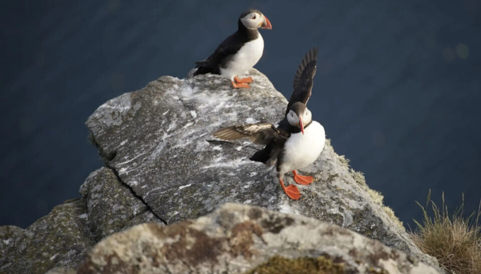 FORRGIE SESONG: Lundefuglen kommer til Runde for å hekke.