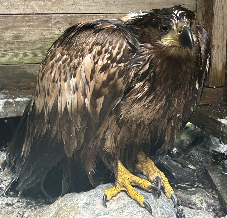 Havørnen Gina var nær å dø av sult. Nå lever hun de glade dager på Selvåg.