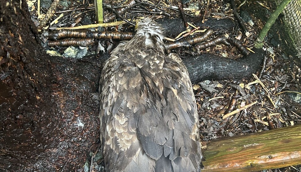 Ålesund-ørnen var svært medtatt. Folkestad sier at han kan ha blitt angrepet av en rivaliserende ørn. Ørnen kan ha vært mellom 6 og 8 år.