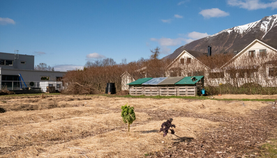 SENGENE: Her var det to kål som overlevde vinteren.